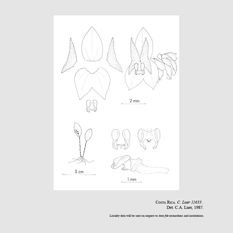 Lepanthes odontolabis